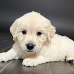 Jigglypuff- Hot pink - Golden female Golden Retriever puppy in Salt Lake City, Utah from Soaring golden retrievers