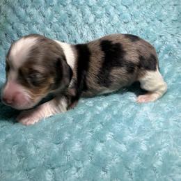 Snickers - Dapple female Dachshund puppy in Jarales, New Mexico from Poker Paws Dachshunds