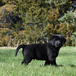 Labrador Retriever Puppies from Kolfyre Labradors