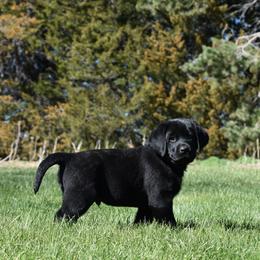Labrador Retriever Puppies from Kolfyre Labradors