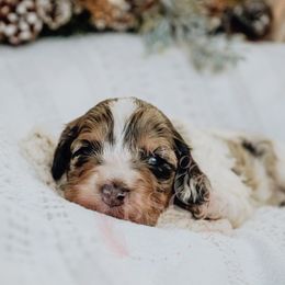 Grey collar - Merle male Cockapoo puppy in Missoula, Montana from Big Sky Cockapoos