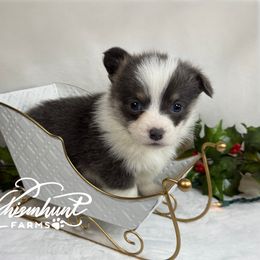 Buddy Blue - Blue male Pembroke Welsh Corgi puppy in Nashville, Arkansas from Whisenhunt Farms