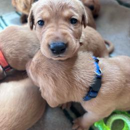 (Yellow) Millie - Yellow female Labrador Retriever puppy in Brantwood, Wisconsin from Ritchie Road Labradors