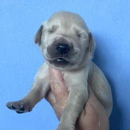 Black - Golden male Golden Retriever puppy in Jesup, Georgia from Painted Platinum Retrievers (Painted Platinum Kennel) PPK