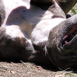 American Bullies from LA Bully Cartel