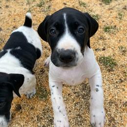 Valentine - Black and white female German Shorthaired Pointer puppy in Hot Springs, Virginia from Thunder Mountain Gun Dogs