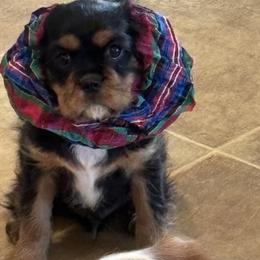 Kingsley - Black and tan male Cavalier King Charles Spaniel puppy in Poolesville, Maryland from Harvest Moon Cavaliers