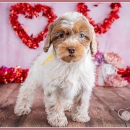 Hopps - Brown and white female Cockapoo puppy in Connersville, Indiana from Deaz Doodle Ranch