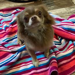 Boris - Chihuahua