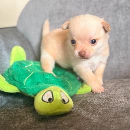 McIntosh runt - male Pomeranian puppy in Seneca, Missouri from Stephanie’s Puppy Colony
