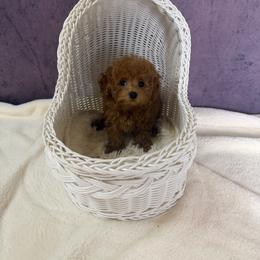 Nina(AKC tiny) - Red  female Poodle puppy in Moreno Valley, California from Yanni's Poodle