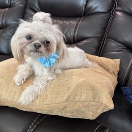 Ellie - Shih Tzu