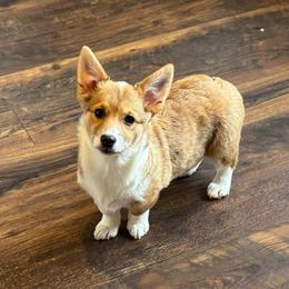 Amazing markings on this girl - Red female Pembroke Welsh Corgi puppy in Missouri from Cooler Farms Corgis