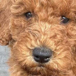 Goldendoodles from Texas Doodles