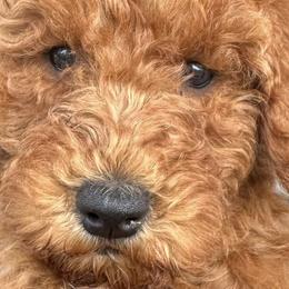 Goldendoodles from Texas Doodles