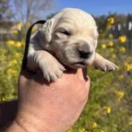 Black boy - Light golden male Golden Retriever puppy in Pahrump, Nevada from Southern Nevada Goldens