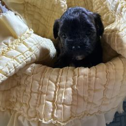 Girl 1 - Red brindle female Havapoo puppy in Centerville, Idaho from HopplevalleyPTA...(Puppies To Adore)