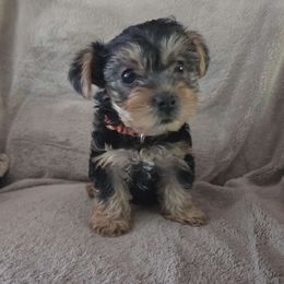 Female orange collar - Black and tan female Yorkshire Terrier puppy in Bristol, New Hampshire from Hilly Acres Farm