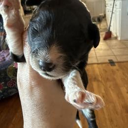 Girl 3 - Black and white female Aussiedoodle puppy in Four Oaks, North Carolina from RoseWest Farms