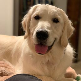 Indy - Golden Retriever