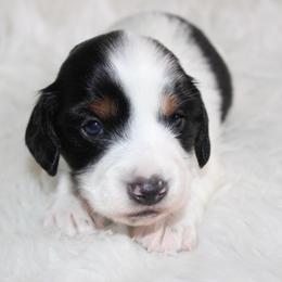 Piebald boy 1 - Piebald male Dachshund puppy in Lily, Kentucky from Little Acres Miniature Dachshunds