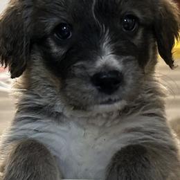 Bernedoodle Puppies from Nana’s Doodles