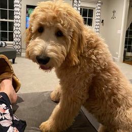 Goldendoodle Puppies from Lu Doodles