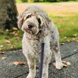 Turtle - Bernedoodle
