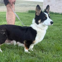 Dolly - Pembroke Welsh Corgi