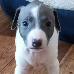 Dante - White and blue male Italian Greyhound puppy in Colorado City, Arizona from Moon Valley Italian Greyhounds