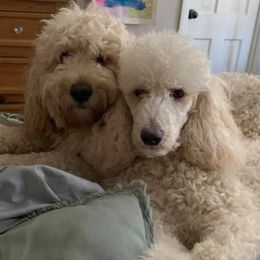Goldendoodles from Max and Ruby's Goldendoodles