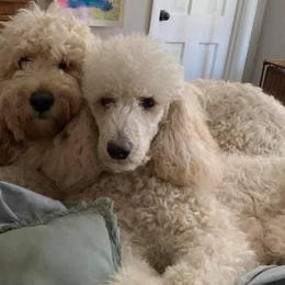 Goldendoodles from Max and Ruby's Goldendoodles