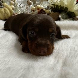 Emaline - Chocolate and tan female Dachshund puppy in Glen Saint Mary, Florida from 🍯 Honey Pot Dachshunds 🐾