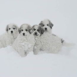 Great Pyrenees Puppies from Prospect Pyrenees