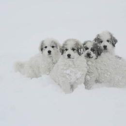 Great Pyrenees Puppies from Prospect Pyrenees