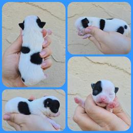 Blk spotted - Black and white male Chihuahua puppy in Vineland, New Jersey from Royal Companion's