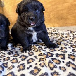 Shadow - Black & white male Australian Shepherd puppy in Mineral Wells, Texas from A6 Australian Shepards