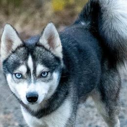 Linus - Alaskan Klee Kai