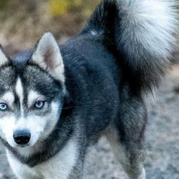 Linus - Alaskan Klee Kai