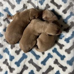 Boy 3 - Yellow male Labrador Retriever puppy in Jacksboro, Texas from J and D Retrievers