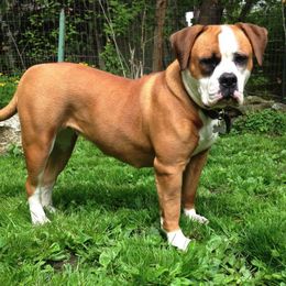 American Bulldogs from Beth’s Bullys