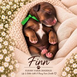 Finn - Wheaten male Whoodle puppy in Knoxville, Tennessee from Fleury Farm Doodles TN