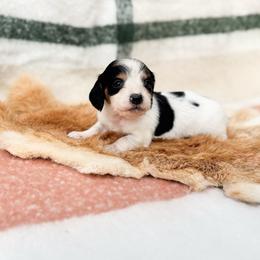 Flinn (longhaired black pi) - Black and tan male Dachshund puppy in Salters, South Carolina from Long-Pine Dachshund