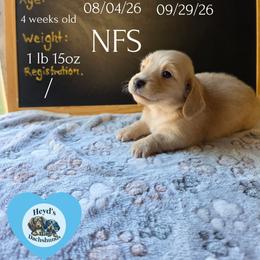Pooh - Cream male Dachshund puppy in Hoquiam, Washington from Heyd's Mini Dachshunds
