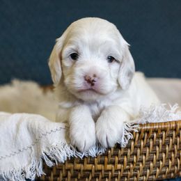 Spot - White male Cavapoo puppy in Payson, Utah from Little Diamond Doodles
