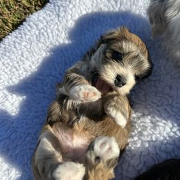 Girl 1 - Red sable Havanese puppy in Calabash, North Carolina from Lancaster's of Gold Canyon Havanese