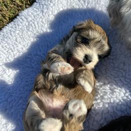 Girl 1 - Red sable Havanese puppy in Calabash, North Carolina from Lancaster's of Gold Canyon Havanese