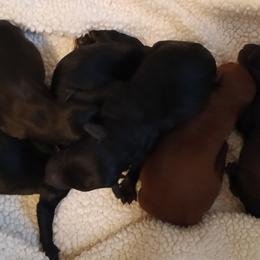 Cavapoo puppies from Marta's Cavaliers