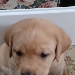 Labrador Retriever Puppies from Rocky Point Labradors