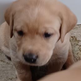 Labrador Retriever Puppies from Rocky Point Labradors